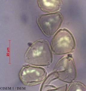 ISEM 1/Eugenia_buxifolia_28670/Eugenia_buxifolia_28670_0001(copy)_thumb.jpg